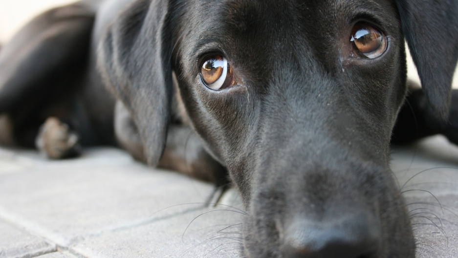 Do dogs understand what we're saying to them?